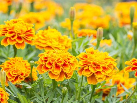 Where to Buy Marigold Flowers